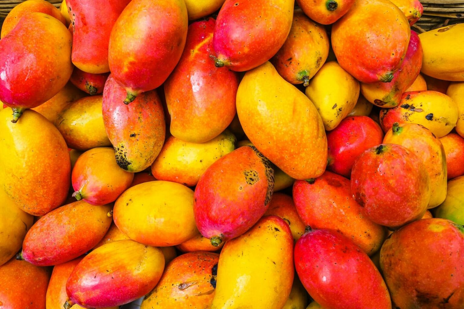 How To Ripen Mangoes 4 Tips If You Hate Waiting Little BooBoo Bakery   How To Ripen Mangoes How To Tell If A Mango Is Ripe 1536x1024 