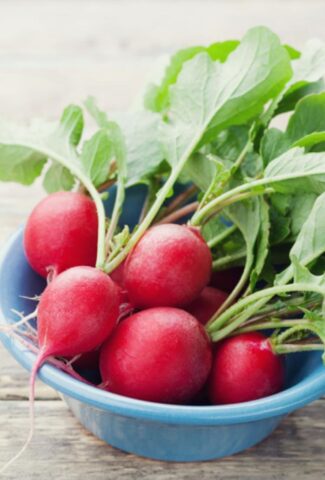 how to store radishes in the freezer