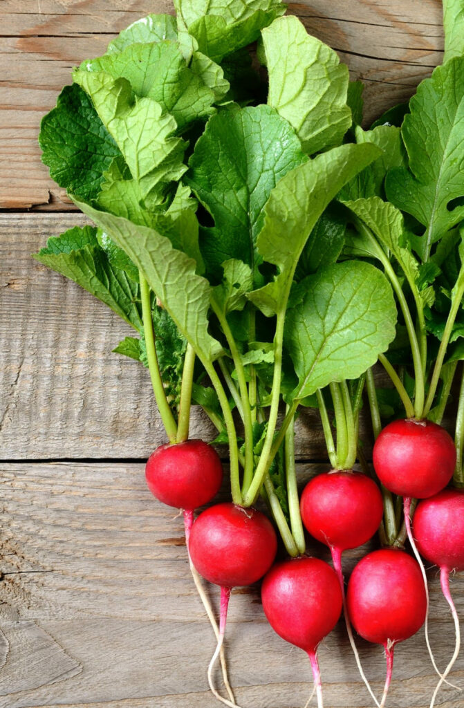 how to store radishes in the fridge